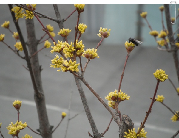 봄을 여는 산수유 꽃 과 꿀벌의 모습에서... 이미지